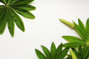 Arka planda egzotik yaprakları