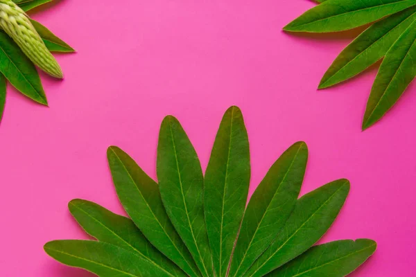 Exotic leaves on the background — Stock Photo, Image