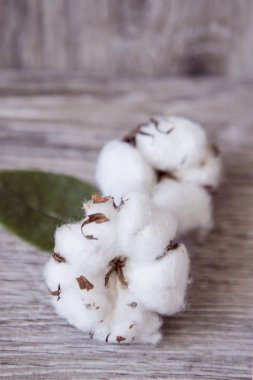 Gri bir ahşap zemin üzerine beyaz bir çerçeve pamuk çiçekler süslüyor