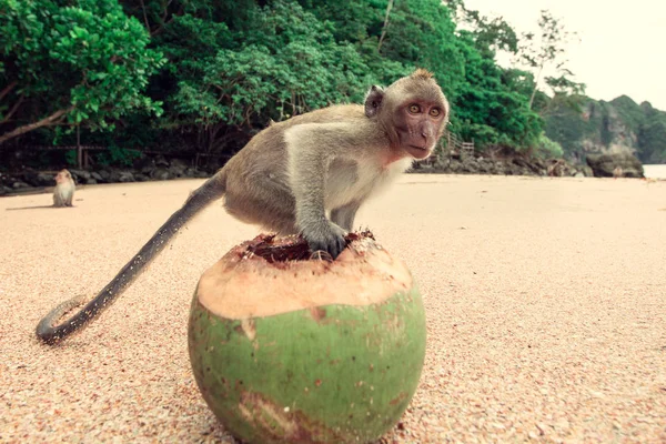 Bir Hindistan cevizi ile komik maymun. — Stok fotoğraf