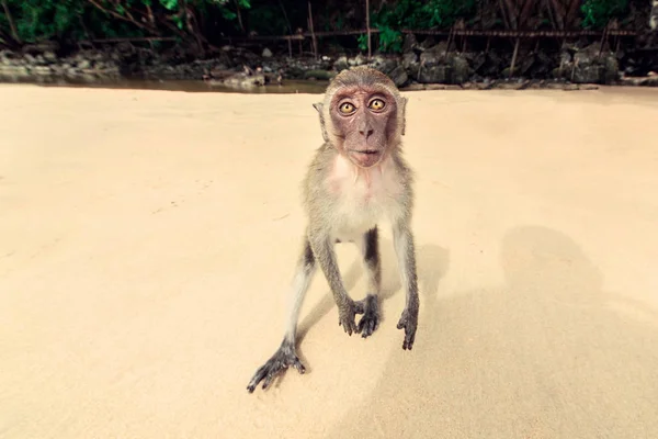 Mono en la playa. —  Fotos de Stock