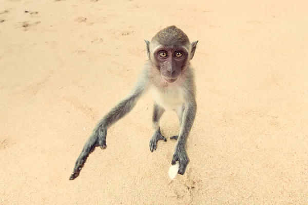 Małpa na plaży. — Zdjęcie stockowe