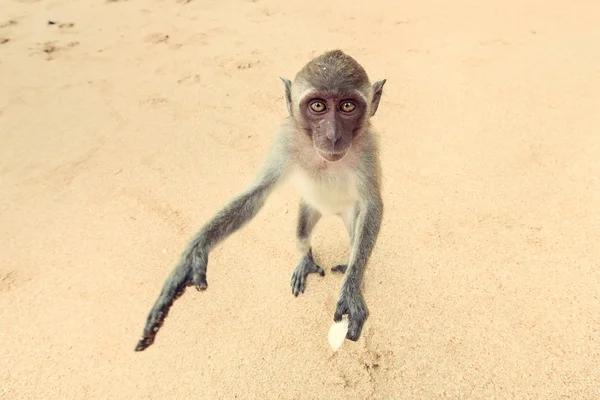 Monkey on the beach. — Stock Photo, Image