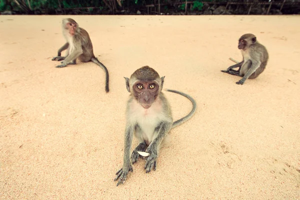 Monkey on the beach. — Stock Photo, Image