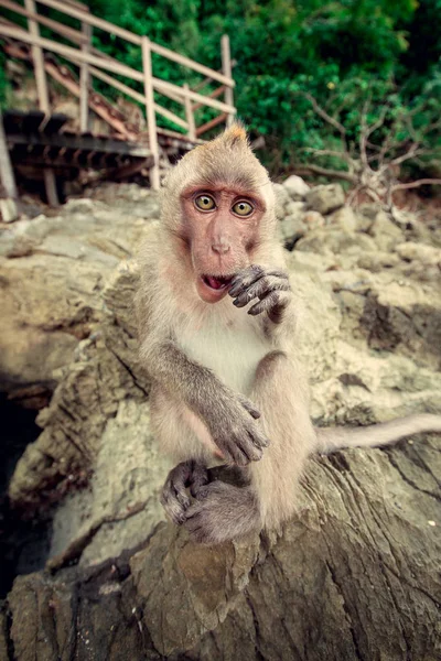 Monkey on a rock. — Stock Photo, Image