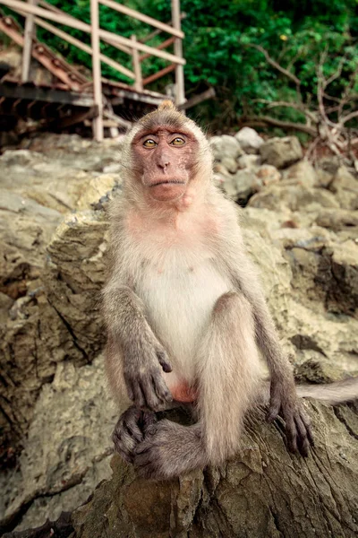 Monkey on a rock. — Stock Photo, Image