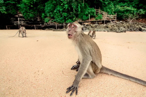 Monkey on the beach. — Stock Photo, Image