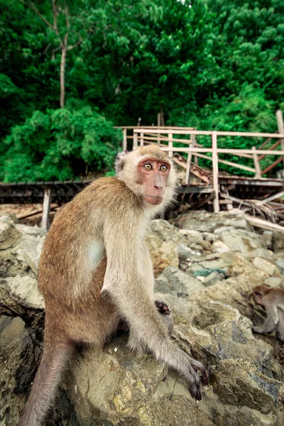 Monkey on a rock. — Stock Photo, Image