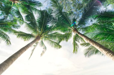 Ve palmiye ağaçlarının yaprakları.