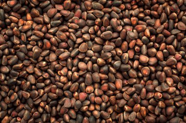 Çam fıstığı ve koniler.