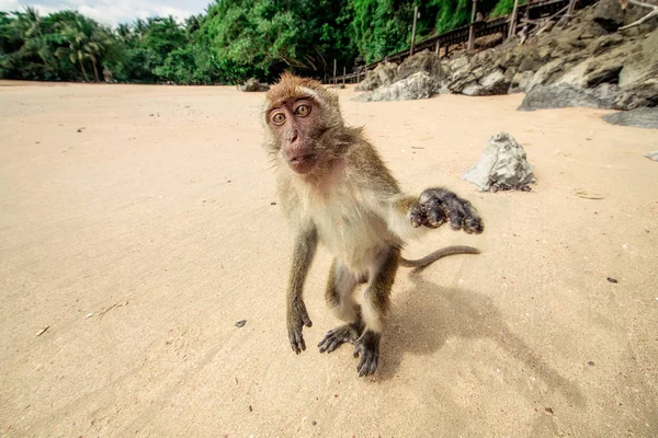 Małpa na plaży. — Zdjęcie stockowe