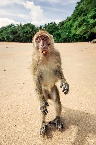 Monkey on the beach. — Stock Photo, Image