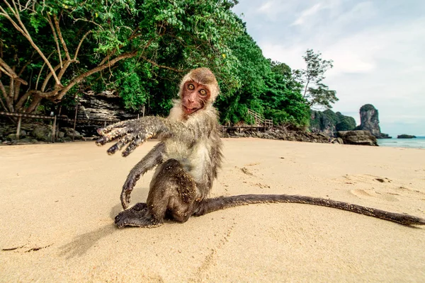 Opice na pláži. — Stock fotografie