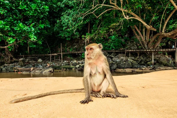 ลิงบนชายหาด . — ภาพถ่ายสต็อก