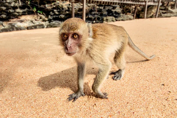 Monkey on the beach. — Stock Photo, Image