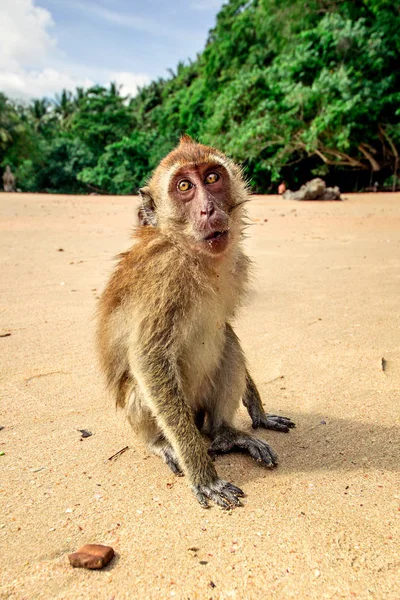 Macaco engraçado na praia