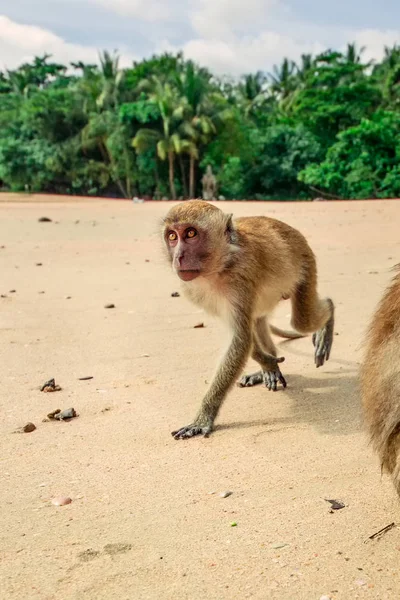 Μαϊμού στην παραλία. — Φωτογραφία Αρχείου