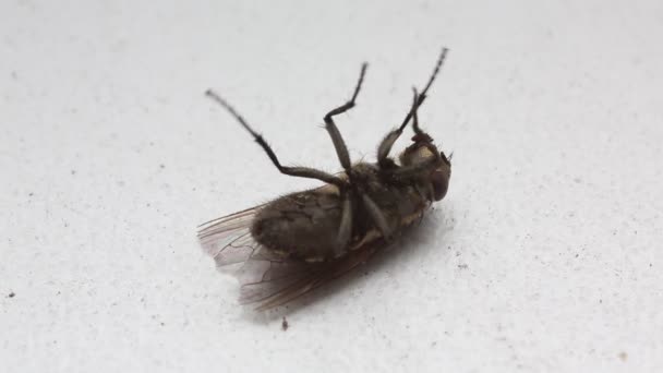 Mouche Moitié Morte Sur Fond Blanc Gros Plan — Video