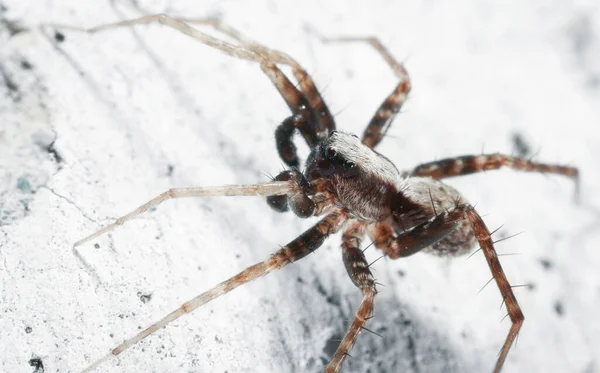 蜘蛛白色表面上有长腿的蜘蛛 — 图库照片
