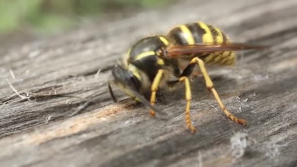 Wild Wasp Eating Something Close Background Wood Texture — Stock Video