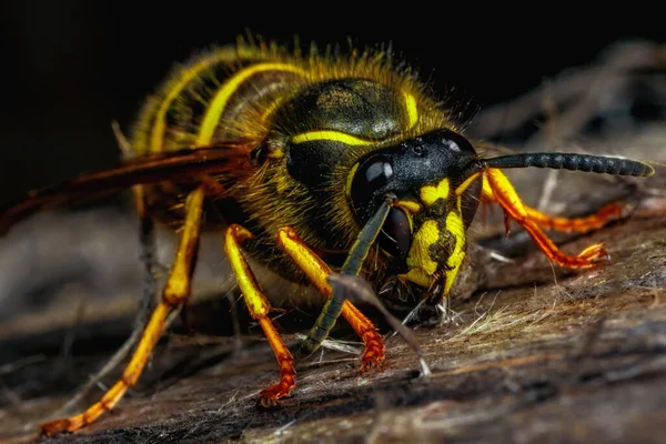 Gefährliche Wespe Auf Dem Grauen Holz Aus Nächster Nähe — Stockfoto