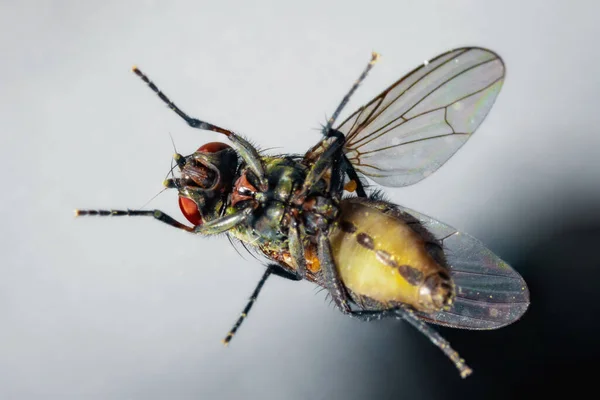 Abdômen Uma Mosca Suja Perto — Fotografia de Stock