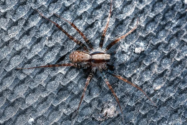 Zit Een Spin Een Donkere Ondergrond — Stockfoto