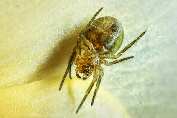 Araña Aterradora Sobre Fondo Hoja Verde —  Fotos de Stock