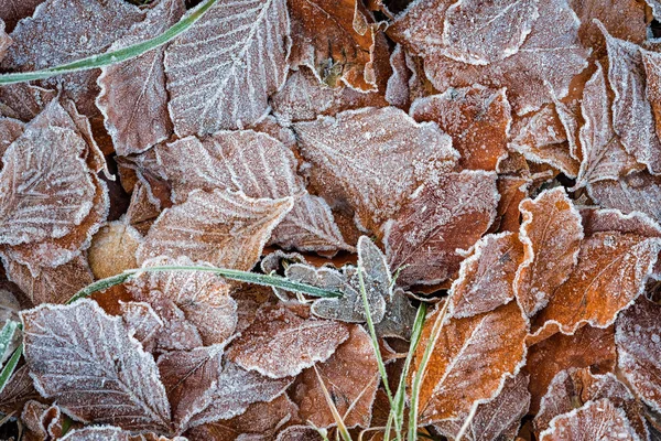 냉동된 잎 배경 — 스톡 사진