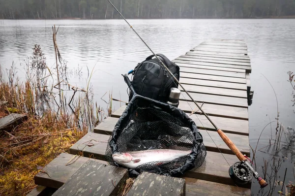 Pesca Truta Arco Íris Lago Sueco — Fotografia de Stock