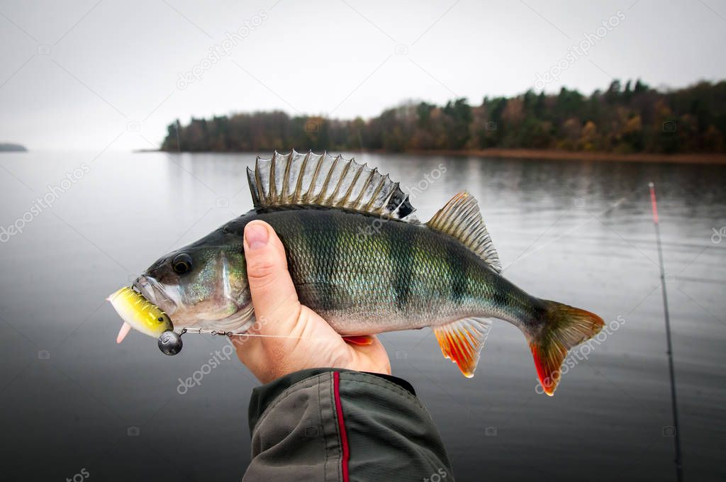 November fishing portrait of huge perch