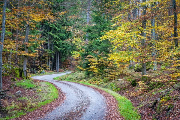 Camino Forestal Octubre Suecia — Foto de Stock