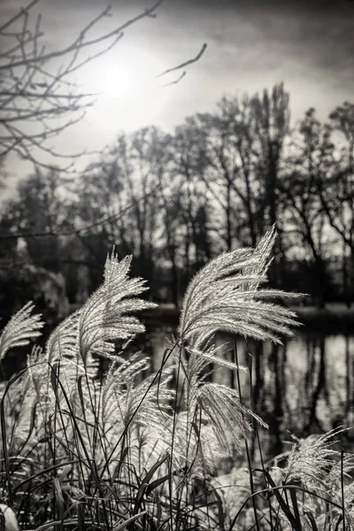 Monochromatic View Reed Cane Park — Stock Photo, Image