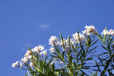 detailof Beyaz Zakkum