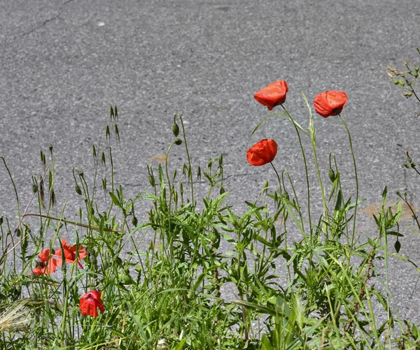 Papavero in un giardino — Foto Stock