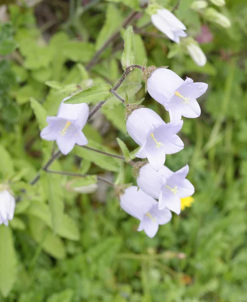 Fleurs de campanule dans un jardin — Photo