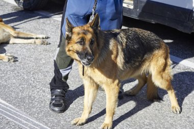 Alman çoban köpeği ayakta