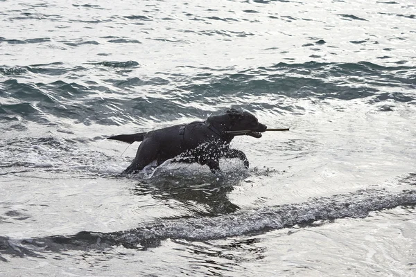 Sahilde su ile siyah köpek oyun — Stok fotoğraf