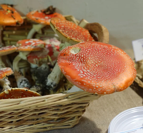 Detalle de amanita muscaria —  Fotos de Stock