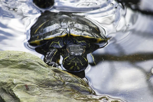 Tortuga en un pequeño lago —  Fotos de Stock