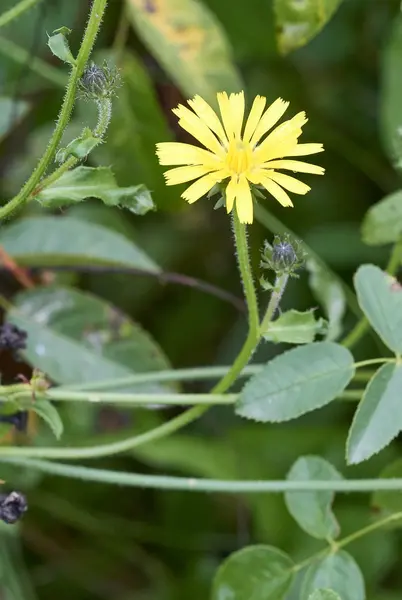 Flor de diente de león — Foto de Stock