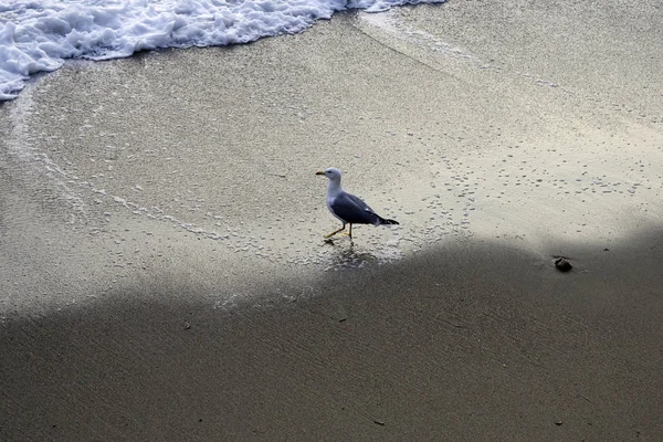 Goéland marin sur la plage — Photo