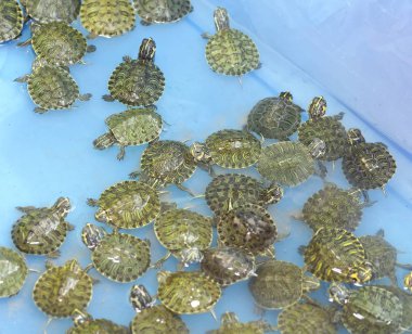 küçük kaplumbağa detay