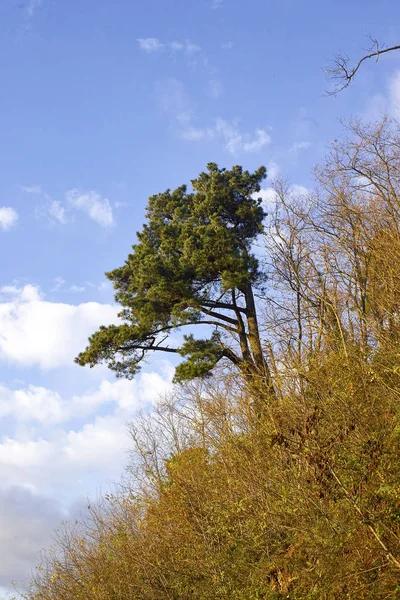 Detail Einer Kiefer Auf Einer Wiese — Stockfoto