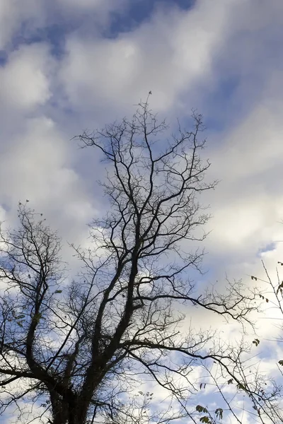 Starý strom proti modré obloze — Stock fotografie
