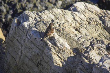 House serçe İtalya