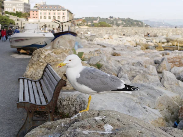 ayrıntılı bir kaya üzerine bir deniz martı