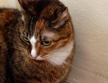 kahverengi kedi detay