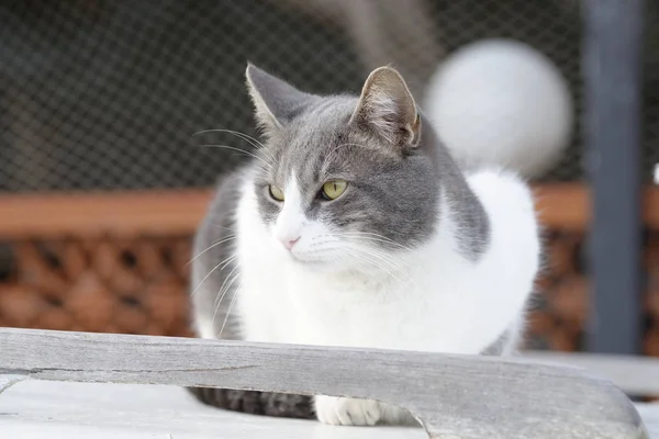 Gato gris afuera — Foto de Stock