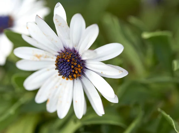 Dimorphoteca in a garden — Stock Photo, Image